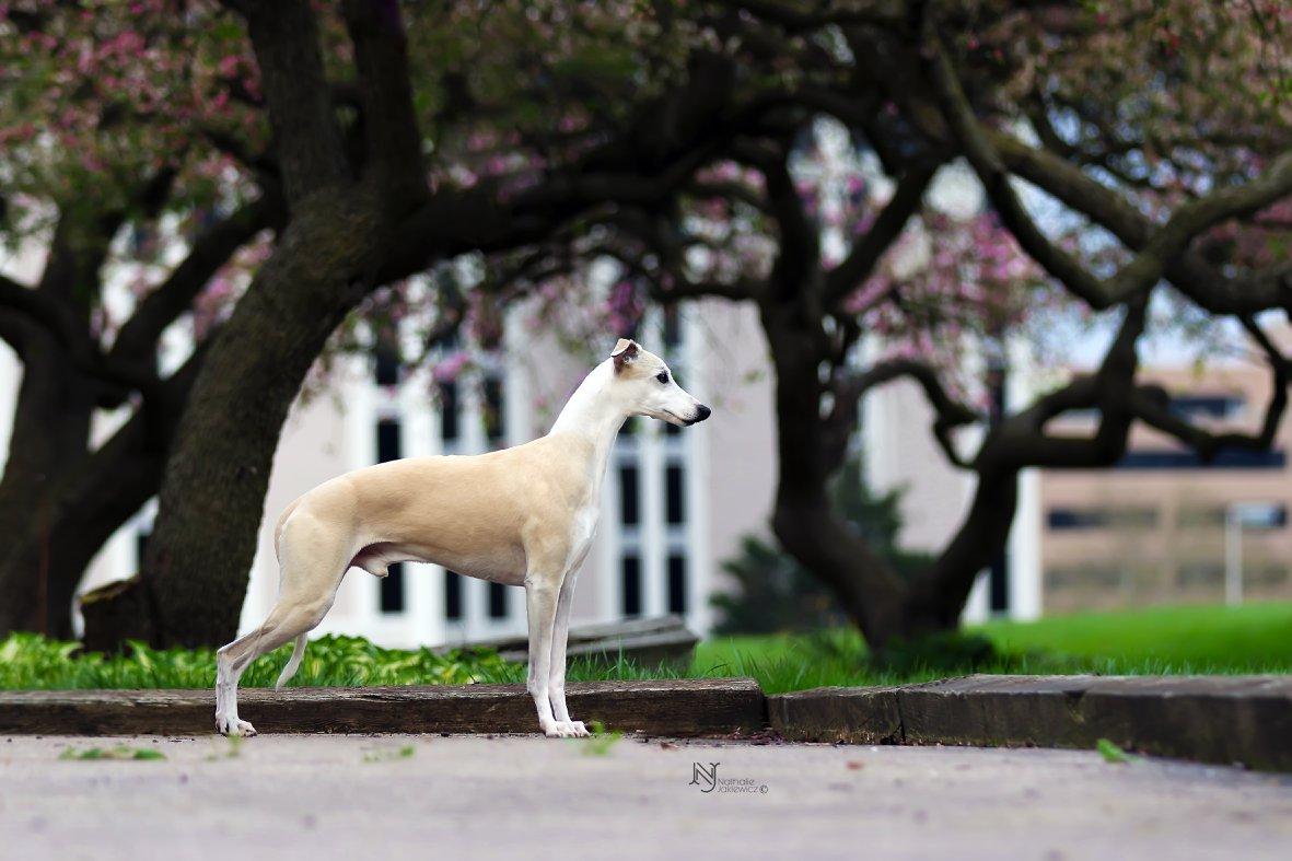 Festiva Whippets in Georgia | Whippet puppies | Good Dog