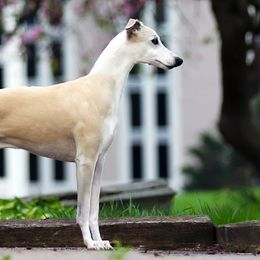 Whippets from Festiva Whippets