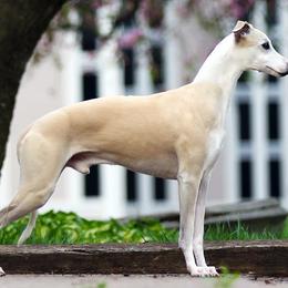 Whippets from Festiva Whippets
