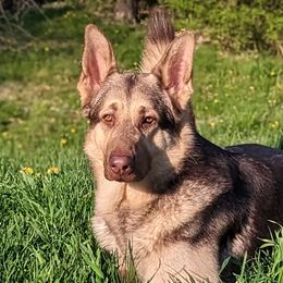 Kyiv - German Shepherd
