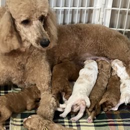 Same - Poodle