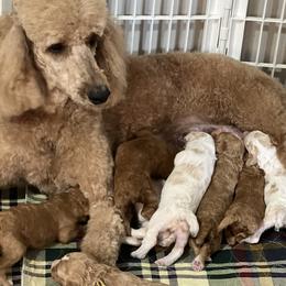 Same - Poodle