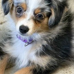 Blue female NOT AVAILABLE - Blue merle female Toy Australian Shepherd puppy in Luzerne, Iowa from Rouse's Aussies