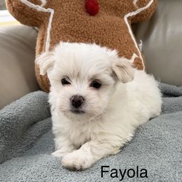 Fayola - White female Coton de Tulear puppy in Ludington, Michigan from Cotten's Sunset Kennels