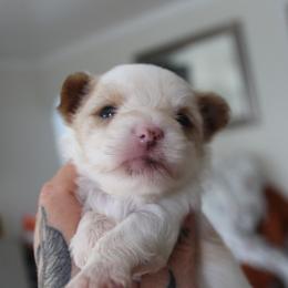 Biscotti - Gold male Yorkshire Terrier puppy in Warren, Michigan from Danielle's Yorkie Babies