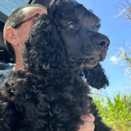 Boy 1 - male Poodle puppy in Homestead, Florida from GYCAM STANDARD POODLE