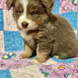 Dilute red tri - Red tri male Miniature Australian Shepherd puppy in Lemon Cove, California from Magic Ranch Mini Aussies