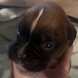 Fawn boy 5 wide stripe - Fawn male Boxer puppy in Graham, Washington from Precious Paws Boxer puppies in WA