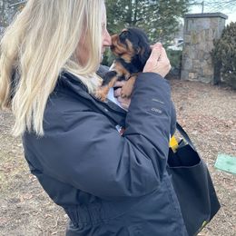 Cavalier King Charles Spaniel Puppies from Meant To Be Cavalier King Charles Spaniels