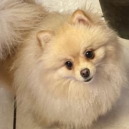 Bijou - Pomeranian