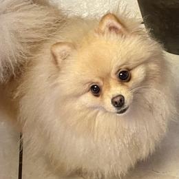 Bijou - Pomeranian