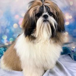 Juju - Gold and white male Shih Tzu puppy in Morrisville, Missouri from Sweetbriar Shih Tzu