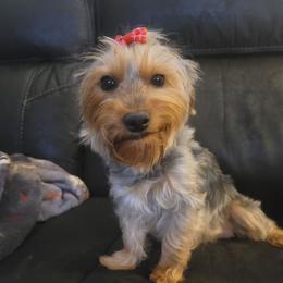 Dolly - Yorkshire Terrier