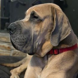 Great Danes from Chesapeake Blues Great Danes
