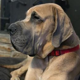 Great Danes from Chesapeake Blues Great Danes