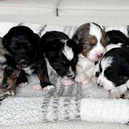Aussiedoodles from Pawesome Pups Mini Aussie-Doodles