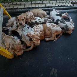 Great Dane puppies from Mountain Valley Farm Great Danes