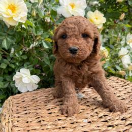 Red - Red  male Goldendoodle puppy in Caldwell, Idaho from Idaho Mini Doodles