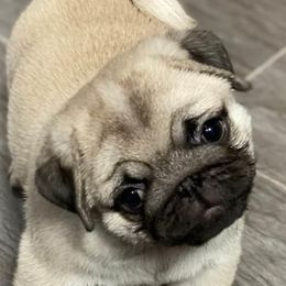 Pugs from Mari Anne Parks