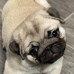 Pugs from Mari Anne Parks