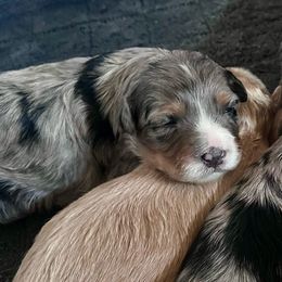 Brie - Blue merle Bernedoodle puppy in Washougal, Washington from Sandy Creek Bernedoodles