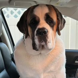 Saint Bernards from Sierra Nevada Saints