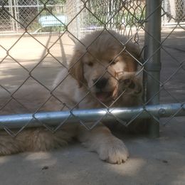 Golden Retriever Puppies from Sunkyst Golden Retrievers