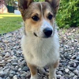 Pembroke Welsh Corgis from Beauty & the Beast Corgi