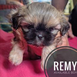 Remy - Black and tan male Shih Tzu puppy in Orient, Ohio from Forever Friends Shih-Tzu