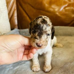 Pierre - Cafe au lait male Poodle puppy in Arabi, Georgia from Huckadoodle Farm