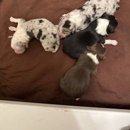 Miniature Australian Shepherd puppies from Triangle H Ranch Aussies