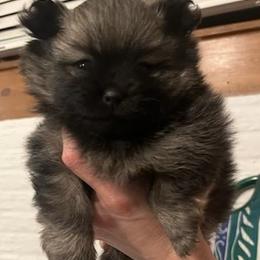 Ellie - Black and tan female Pomeranian puppy in Eureka Springs, Arkansas from Maple Hills Poms