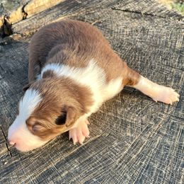 Ember - White and red female Border Collie puppy in Rickman, Tennessee from Roaring River Border Collies