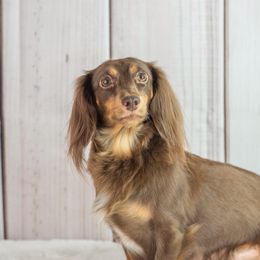 Madi Lyn - Dachshund