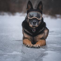 Marshall - German Shepherd