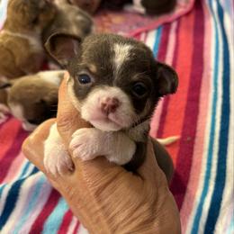 Valentine 4,300 - Chocolate and white male Chihuahua puppy in Summerfield, Florida from Uey’s Chihuahuas