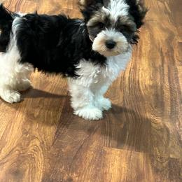 Boy 1(1600) - Black tan and white male Biewer Terrier puppy in Douglas, Georgia from Southern Georgia Yorkies and biewers