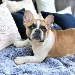 MayBelle - Fawn and white French Bulldog puppy in Ohio from Legend French Bulldogs