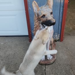 Siberian Husky Puppies from Spirit of the Moon Siberians