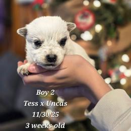 Boy 2 - Blue male Australian Cattle Dog puppy in Monroe, North Carolina from Creek View Cattle Dogs
