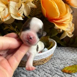 Armani - Parti male Yorkshire Terrier puppy in Howe, Oklahoma from Ray Holder