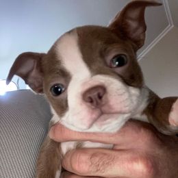 Dottie - Lilac female Boston Terrier puppy in Star, North Carolina from Meatloaf's Boston
