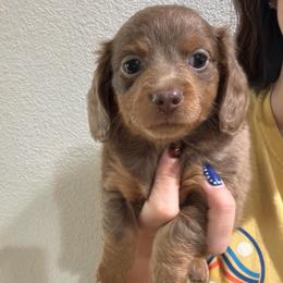 3500 AKC - Isabella and Tan - Fawn (isabella) and tan female Dachshund puppy in Cottonwood, California from Circle C Farm