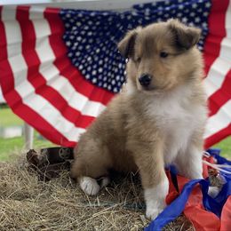 Boyd - Sable male Collie puppy in Hinckley, Minnesota from Rusty Spur Collies