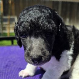 Hera - Parti female Poodle puppy in Patterson, California from Paterson Poodles