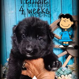 Lucy - Black female German Shepherd puppy in Sequim, Washington from German Shepherd Haus