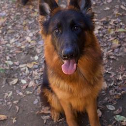 Chili - German Shepherd