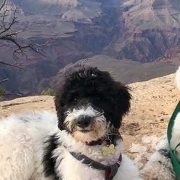 Goldendoodles from Maple Hill Goldendoodles & Bernedoodles