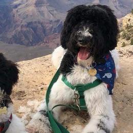Goldendoodles from Maple Hill Goldendoodles & Bernedoodles