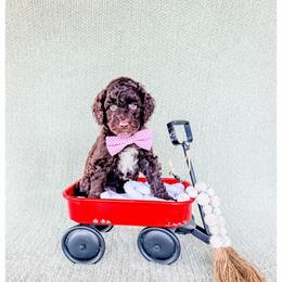 Onyx - Brown male Bernedoodle puppy in Lake City, Florida from 224 Doodles and Poodles